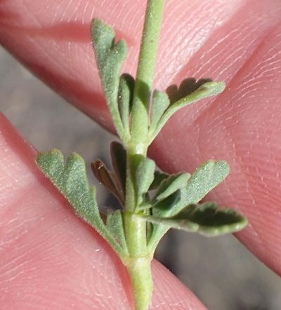Jamesbrittenia tysonii, photographed by Nicola van Berkel