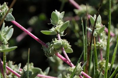 Atriplex watsonii, photographed by Madeleine Claire