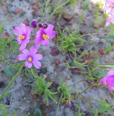 Ixia erubescens, photographed by linkie