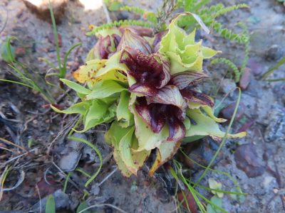 Satyrium pumilum, photographed by linkie