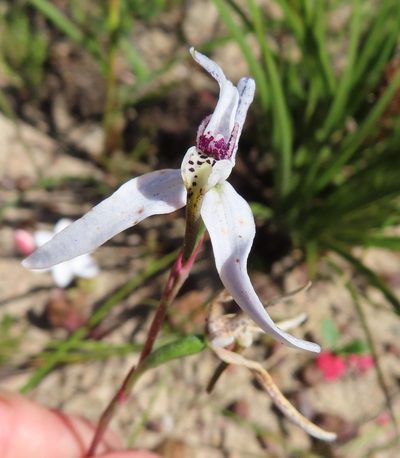 Disa biflora, photographed by linkie