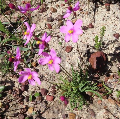 Ixia erubescens, photographed by linkie