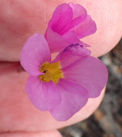 Oxalis dichotoma, photographed by Nicola van Berkel