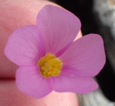 Oxalis dichotoma, photographed by Nicola van Berkel