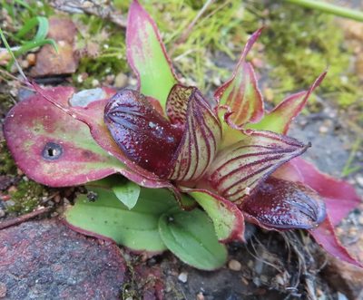 Satyrium pumilum, photographed by linkie