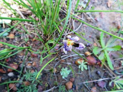 Aristea teretifolia, photographed by linkie