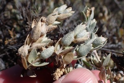 Atriplex watsonii, photographed by Madeleine Claire