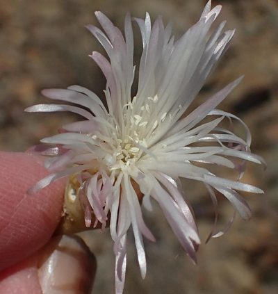 Mesembryanthemum brevicarpum, photographed by Nicola van Berkel