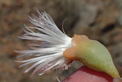 Mesembryanthemum brevicarpum, photographed by Nicola van Berkel