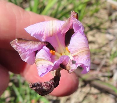 Aristea teretifolia, photographed by linkie