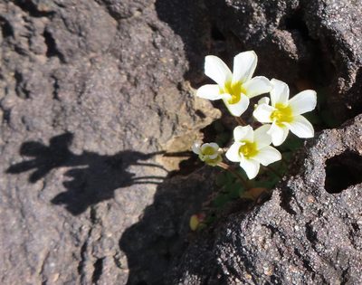 Oxalis fergusoniae, photographed by linkie
