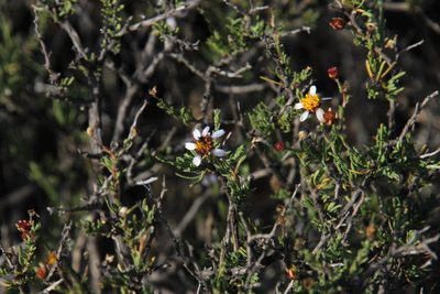 Phymaspermum parvifolium, photographed by Tony Rebelo