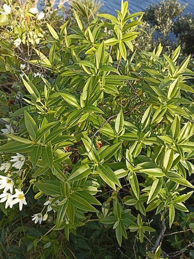 Veronica ligustrifolia, photographed by Oscar Dove