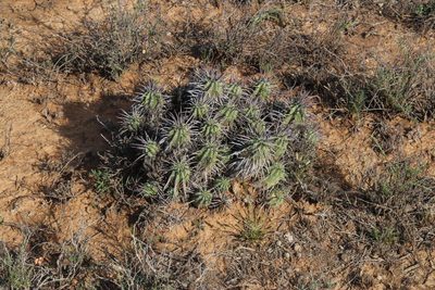 Euphorbia ferox, photographed by Tony Rebelo