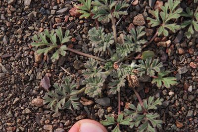 Pelargonium minimum, photographed by Tony Rebelo