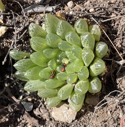 Haworthia transiens, photographed by Matt Berger