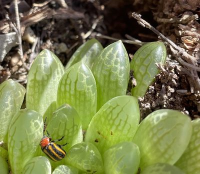 Haworthia transiens, photographed by Matt Berger