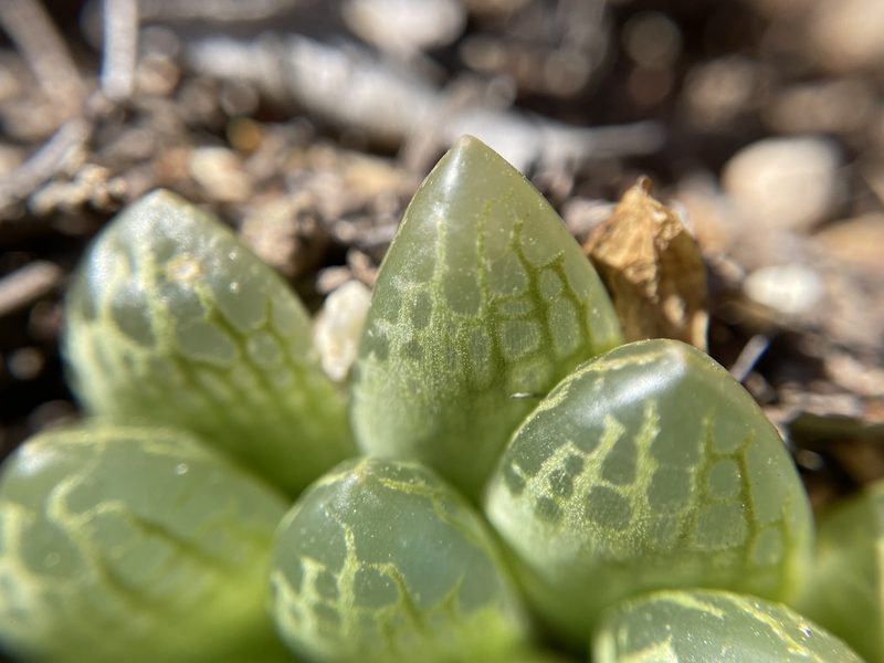 Haworthia transiens, photographed by Matt Berger