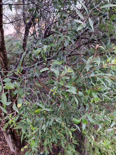 Notelaea ligustrina, photographed by Ink-Kawinwit Kittipalawattanapol