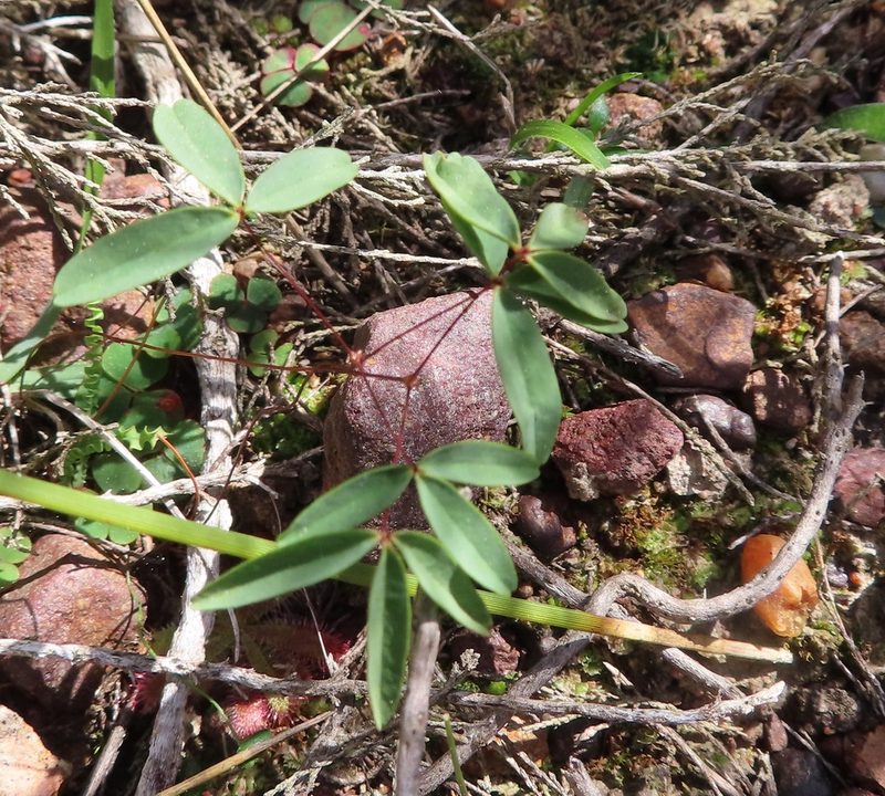 Oxalis duriuscula, photographed by linkie