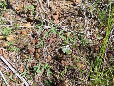 Oxalis duriuscula, photographed by linkie