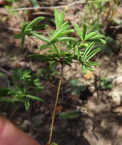 Oxalis engleriana, photographed by linkie