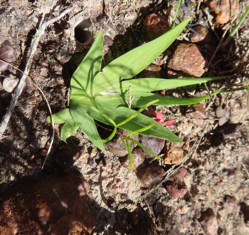 Freesia caryophyllacea, photographed by linkie