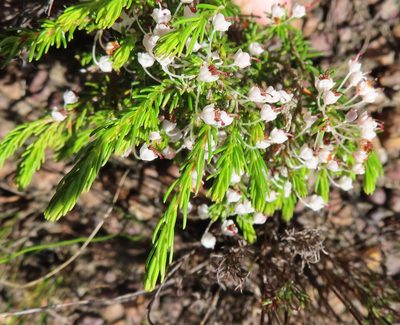 Erica rubiginosa, photographed by linkie