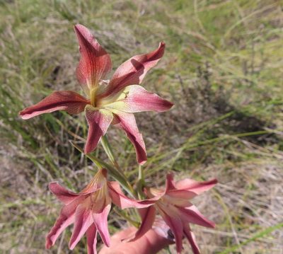 Gladiolus liliaceus, photographed by linkie