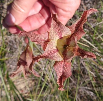 Gladiolus liliaceus, photographed by linkie