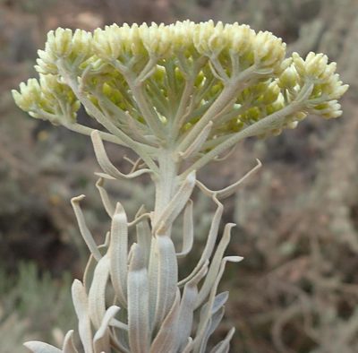 Athanasia tomentosa, photographed by Nicola van Berkel