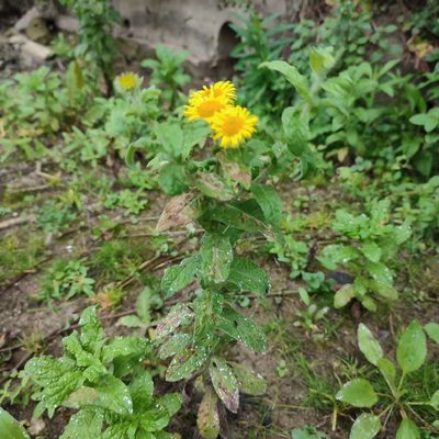 Pulicaria dysenterica, photographed by Quentin Groom