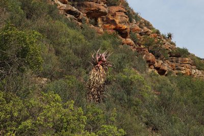 Aloe comosa, photographed by Tony Rebelo