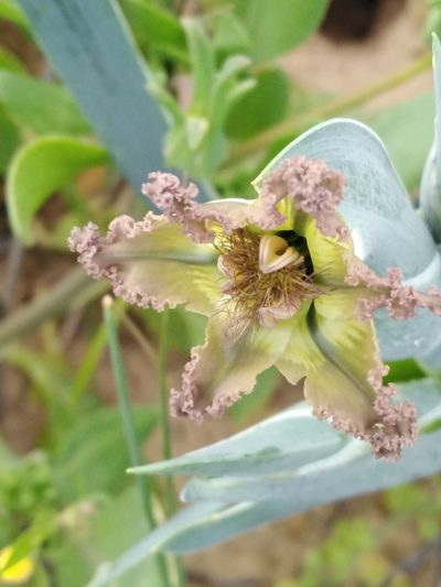 Ferraria divaricata, photographed by melda