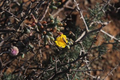 Crassothonna sedifolia, photographed by Tony Rebelo