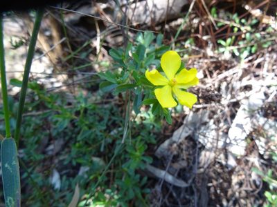 Hibbertia diffusa, photographed by Gary Williams