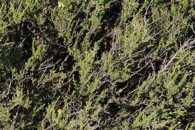 Phymaspermum parvifolium, photographed by Tony Rebelo