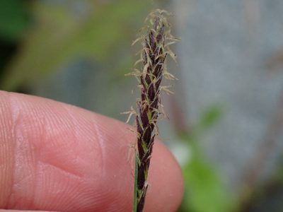 Carex scirpoidea, photographed by Ellyne Geurts
