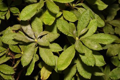 Rhododendron luteum, photographed by Stephen James McWilliam