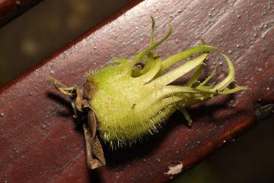 Corylus colurna, photographed by Stephen James McWilliam