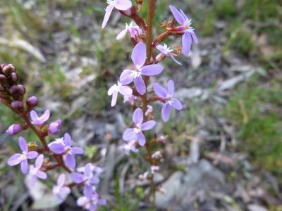 Stylidium armeria, photographed by Kiri Bee