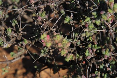 Ruschia cradockensis, photographed by Tony Rebelo