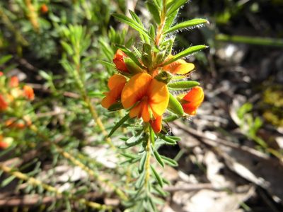 Pultenaea humilis, photographed by Kiri Bee