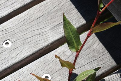 Persicaria strigosa, photographed by Greg Tasney