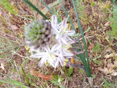 Tenicroa exuviata, photographed by melda