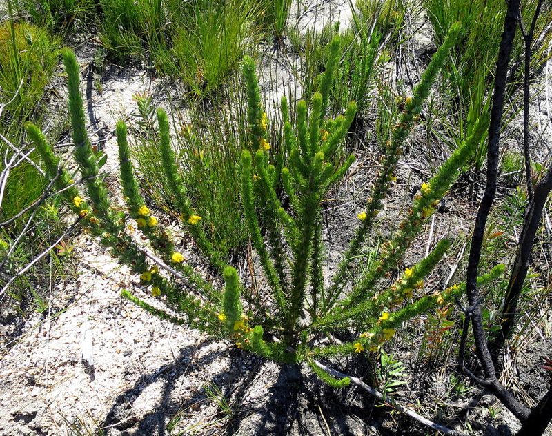 Aspalathus acanthes, photographed by Di Turner