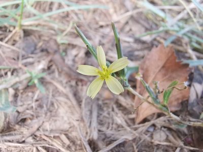 Lactuca viminea, photographed by Yann Geshors