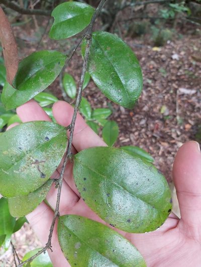 Diospyros laurina, photographed by Tim