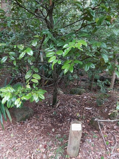 Diospyros laurina, photographed by Tim