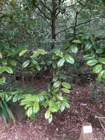 Diospyros laurina, photographed by Tim